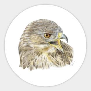 Buzzard Coloured Pencil Drawing Sticker